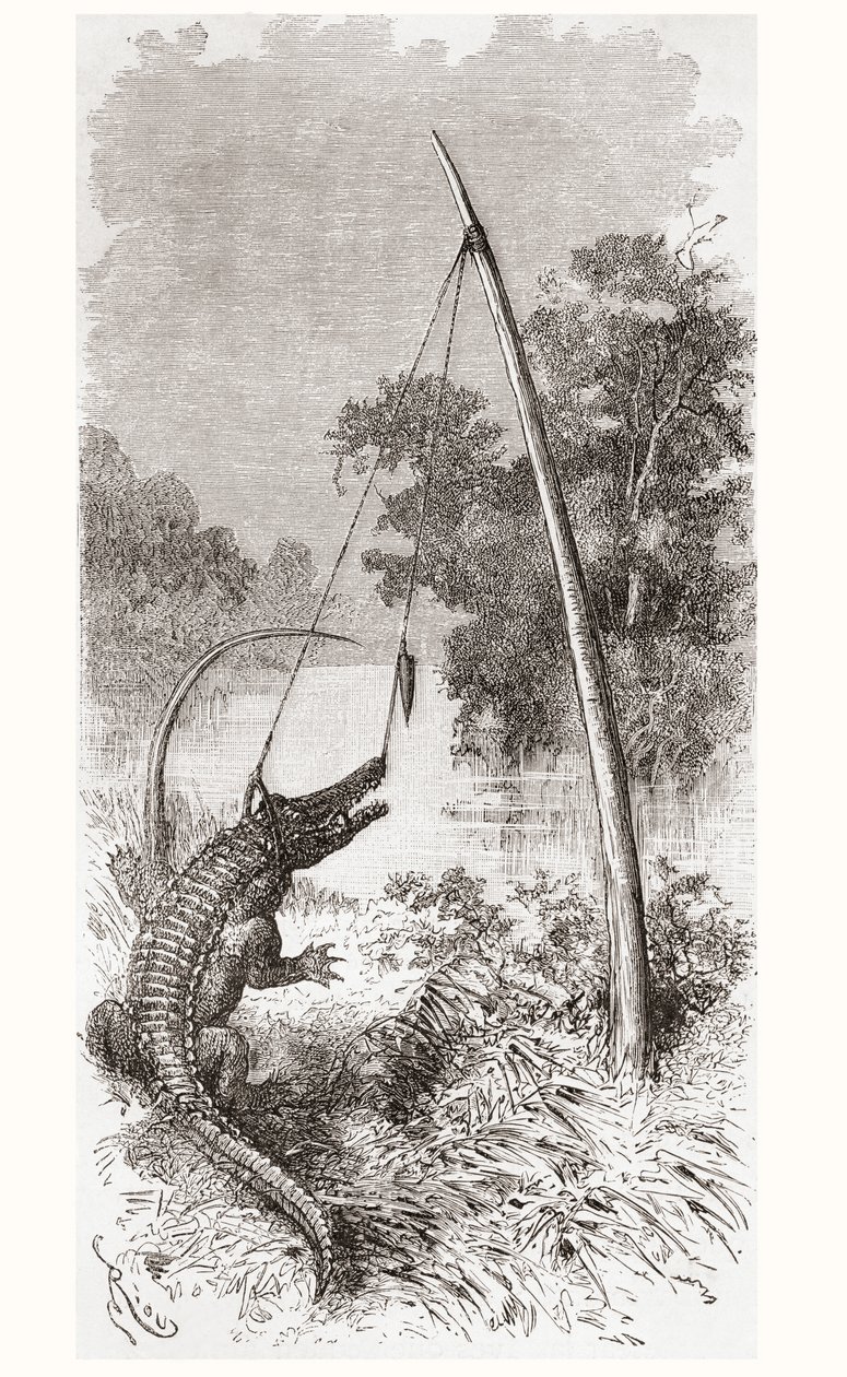 Eine Alligatorfalle am Oyapock- oder Oiapoque-Fluss, der die Grenze zwischen Französisch-Guayana und Brasilien bildet von Spanish School