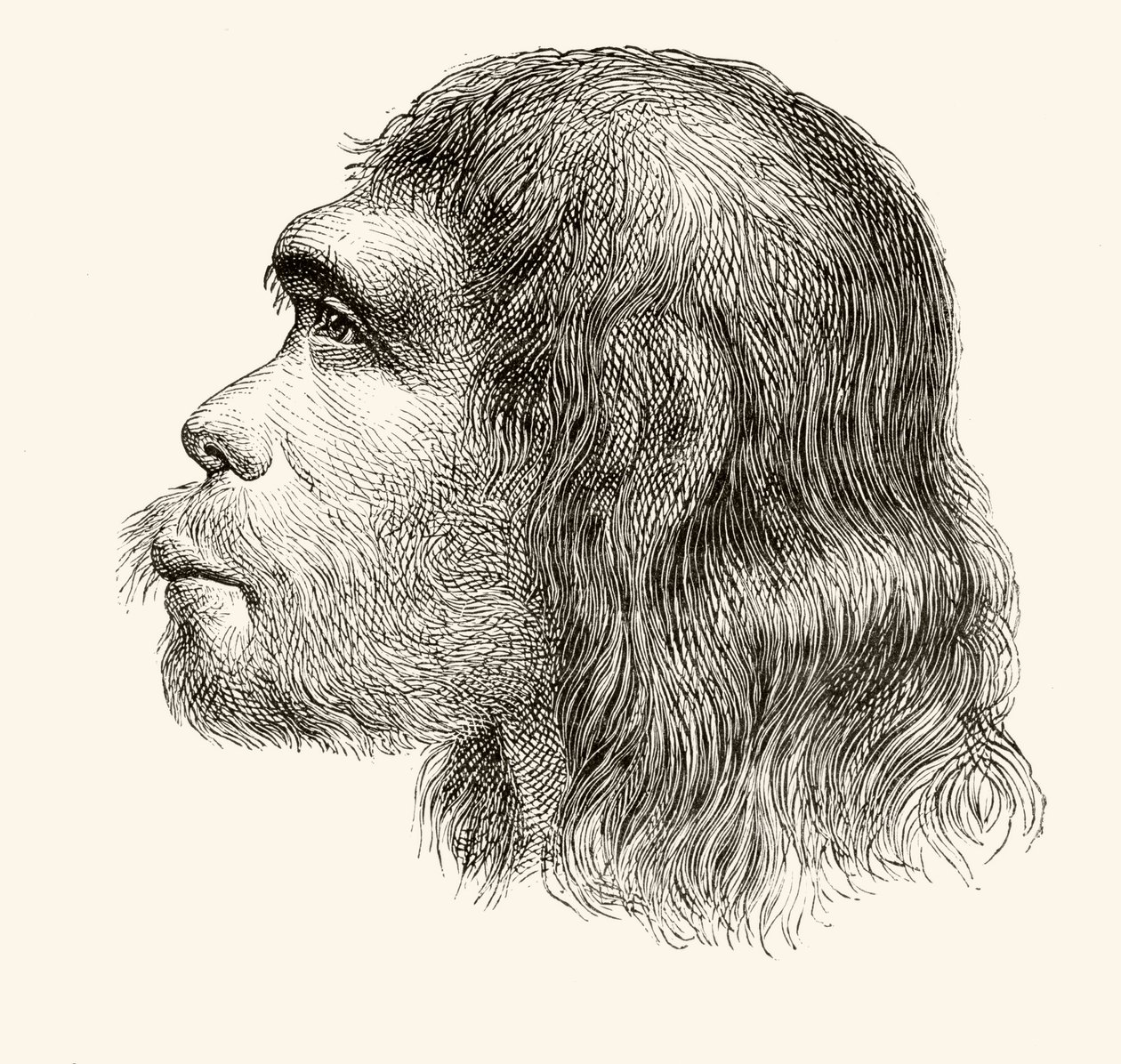 Kopf eines Neandertalers, aus 