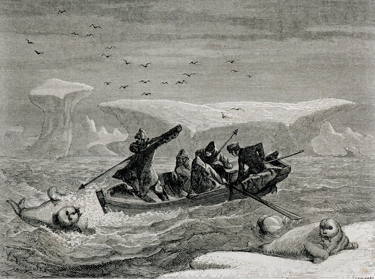 Walrossjagd mit Harpunen auf den Spitzbergen, Svalbard-Archipel, Illustration aus 