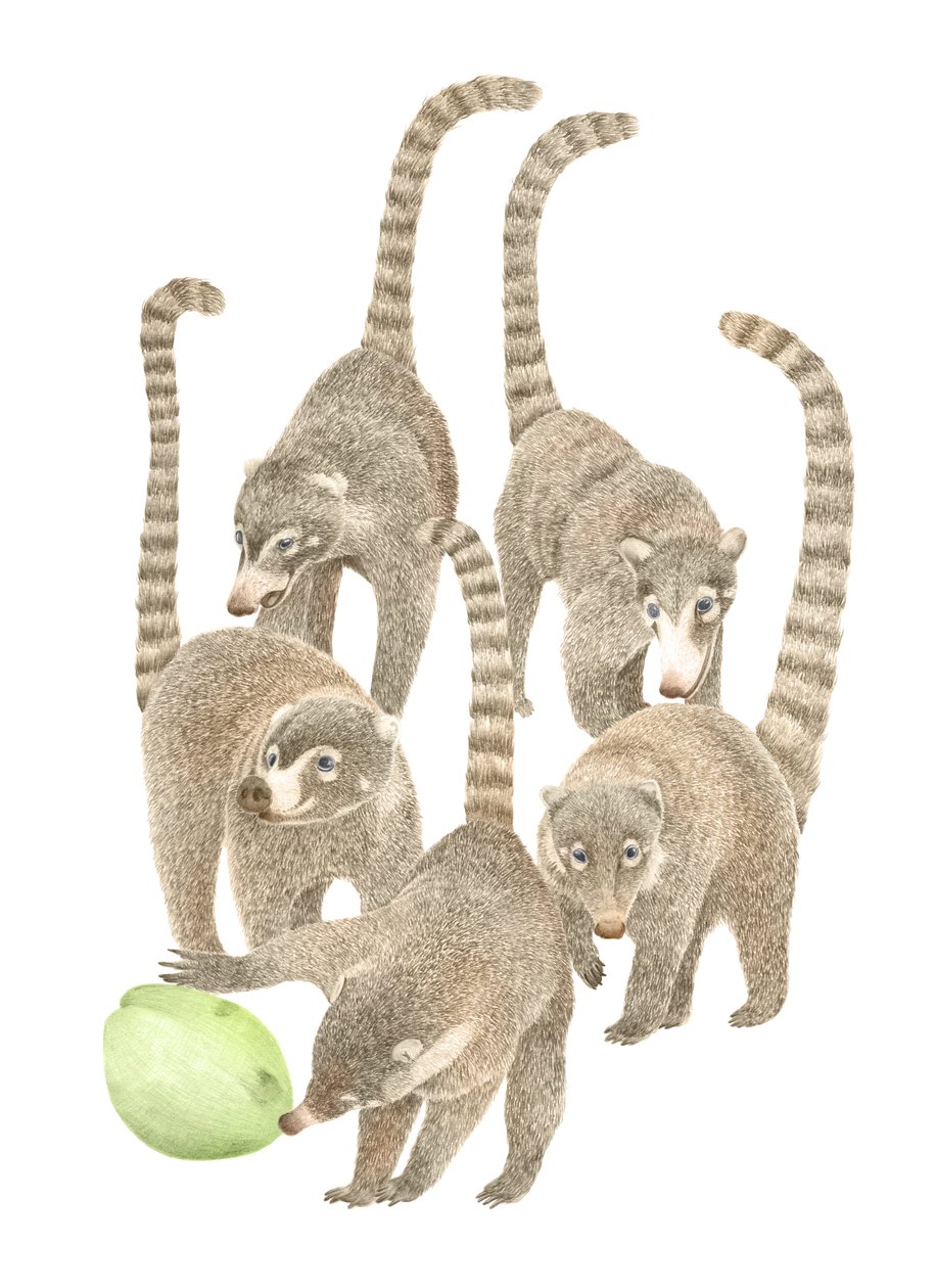 Costa Rica Coatis von Stacy Hsu