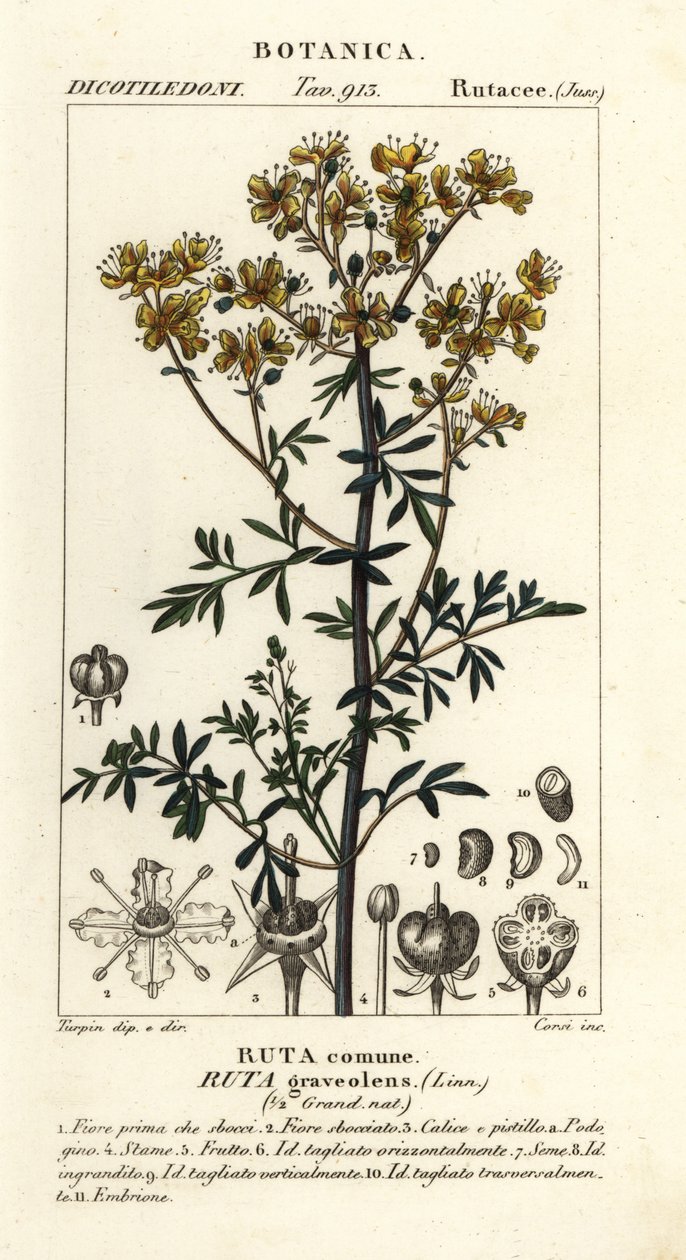 Weinraute oder Gnadenkraut, Ruta graveolens von Stanghi Stanghi