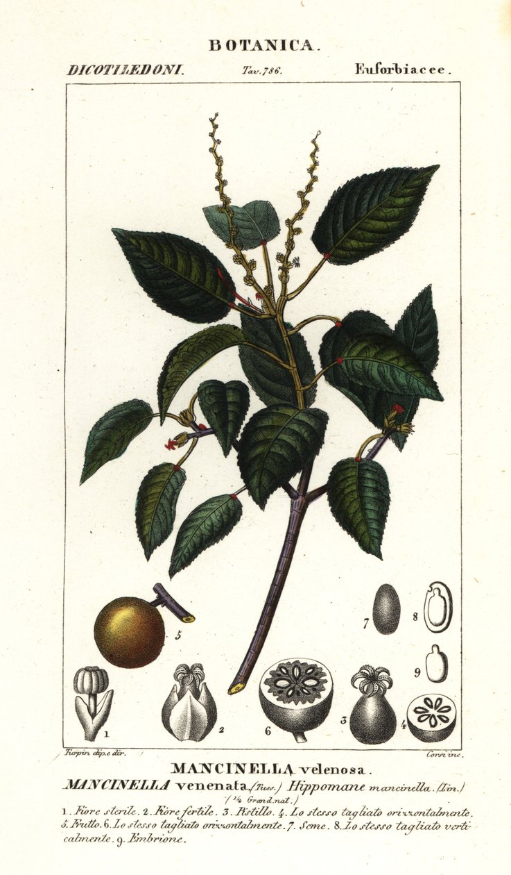Manchinelbaum oder Strandapfelbaum, Hippomane mancinella von Stanghi Stanghi