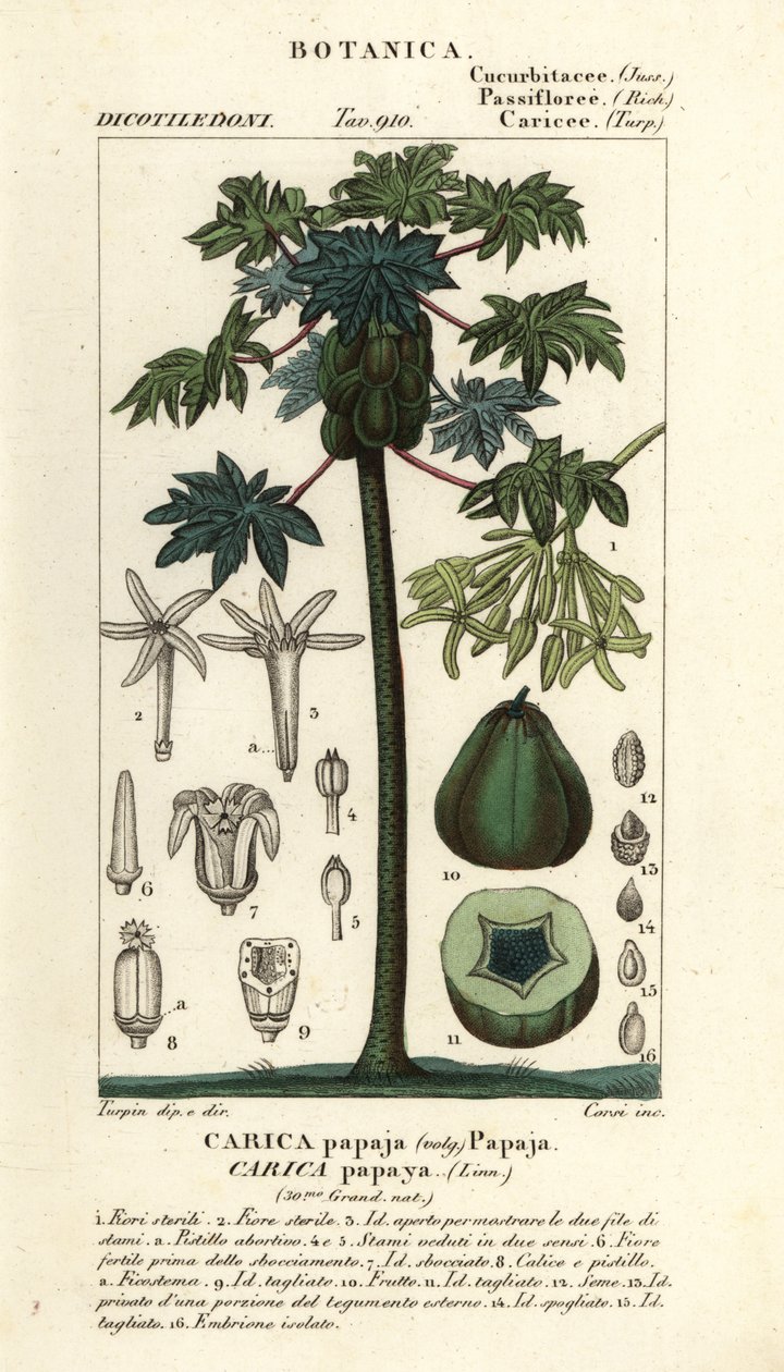 Papaya, Papayabaum oder Papayabaumfrucht, Carica papaya von Stanghi Stanghi