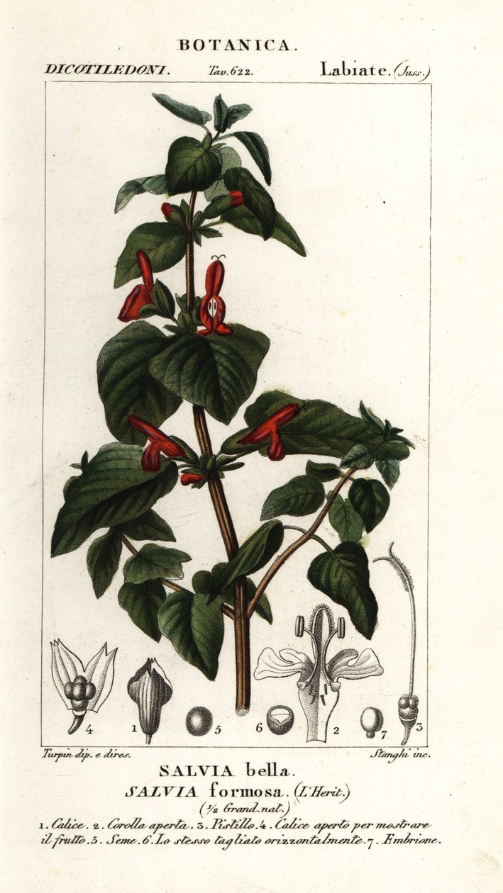 Glänzendblättriger Salbei, Salvia formosa von Stanghi Stanghi