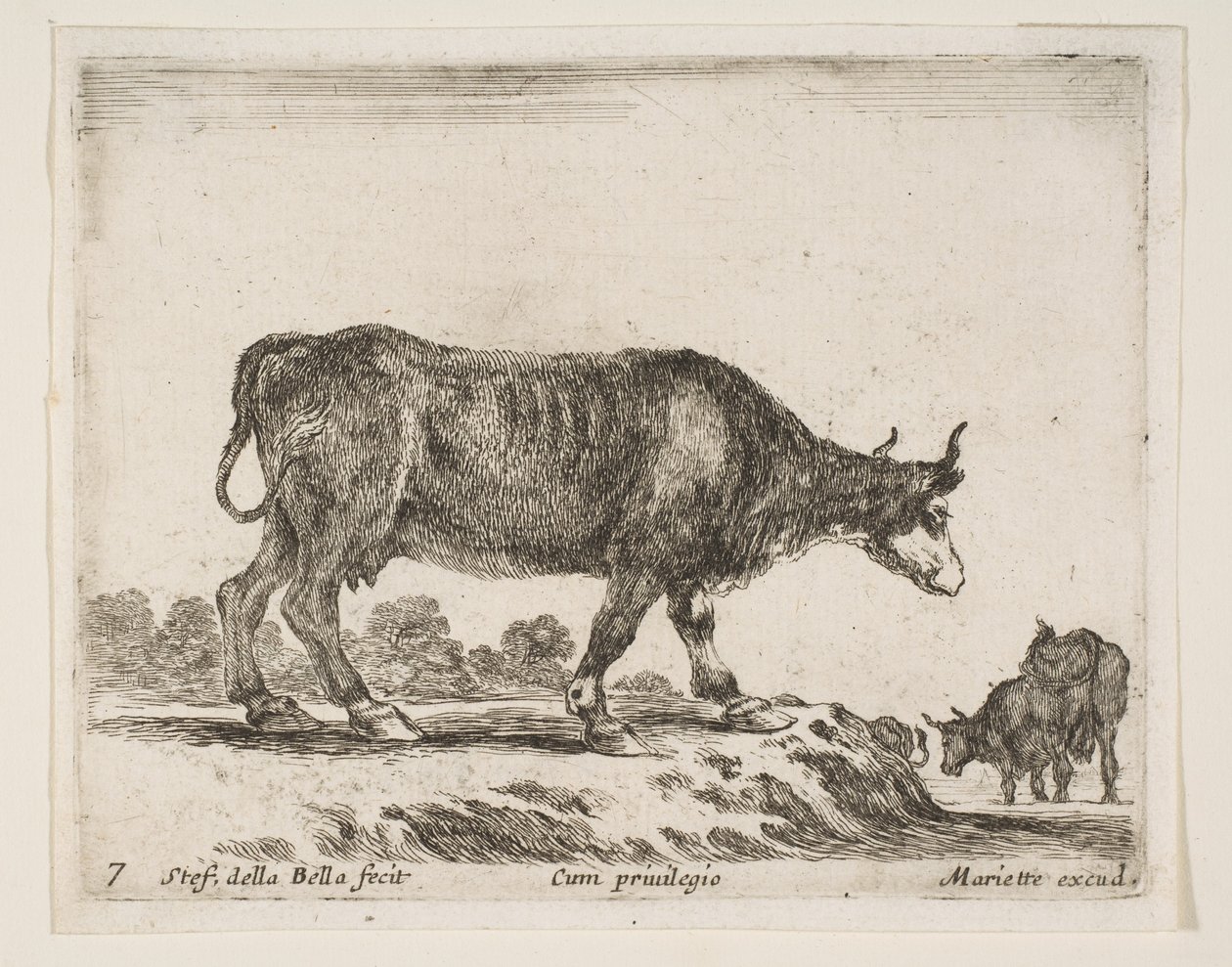 Platte 7: Ochse, aus Verschiedene Tiere Diversi animali von Stefano della Bella