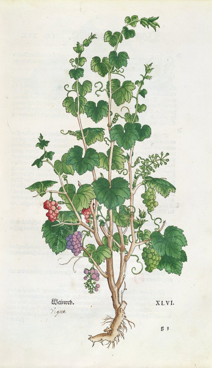 Weinrebe (Vitis Vinifera) botanische Tafel aus De Historia Stirpium von Leonard Fuchs (1501-66) 1543 von Swiss School
