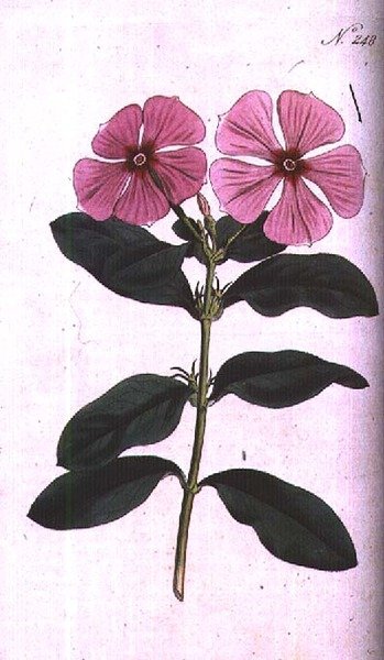 Immergrün (Vinca rosea madagascar), Tafel 248 aus William Curtis