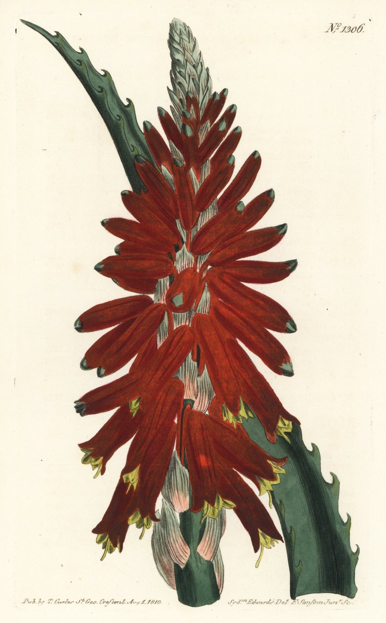 Baum-Aloe, Aloe arborescens von Sydenham Teast Edwards