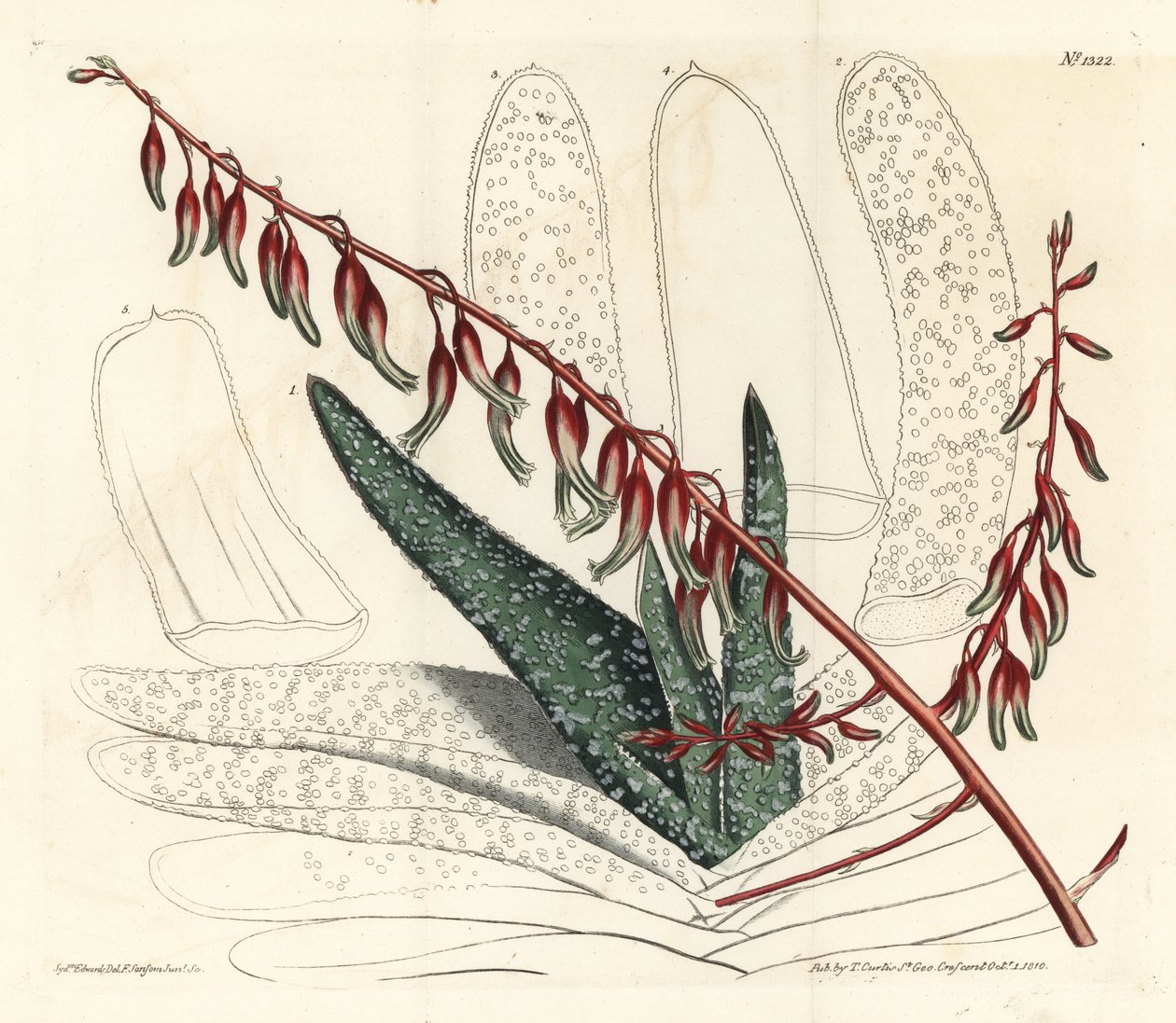 Fächeraloe, Aloe plicatilis (Zungenaloe, Aloe lingua). Handkolorierte Kupferstichgravur von F. Sansom Jr. nach einer Illustration von Sydenham Edwards aus William Curtis