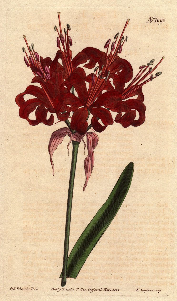 Amaryllis in Mohnfarbe, mit dunkelroten Blüten, die aus einem einzigen Stängel blühen. Ursprünglich aus dem Kap der Guten Hoffnung (Südafrika). Mohnfarbene Amaryllis, mit tiefroten Blüten, die aus einem einzigen Stängel blühen. Einheimisch am Kap der Guten von Sydenham Teast Edwards