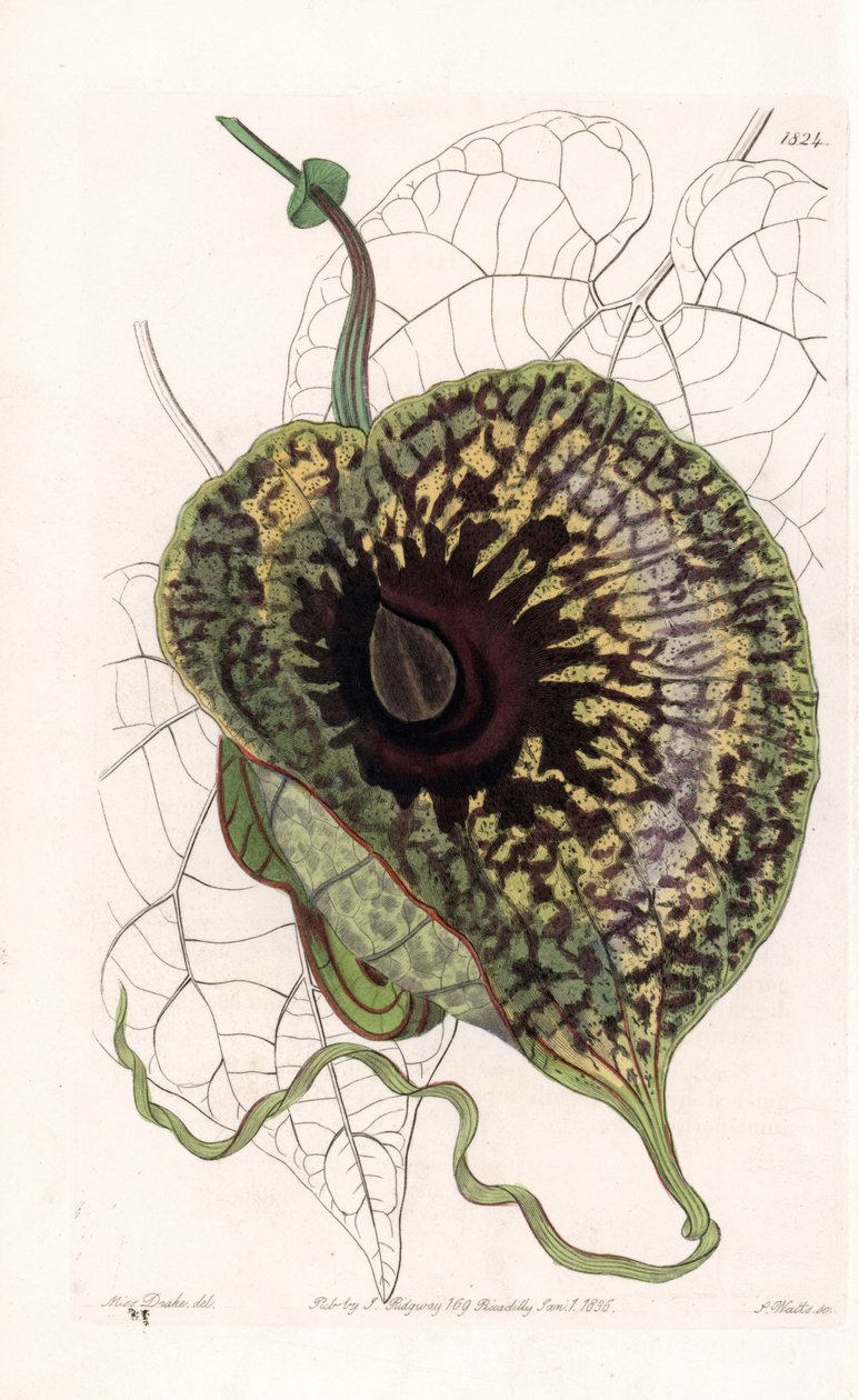 Aristoloche Variete - Platte graviert von S. Watts, nach einer Illustration von Sarah Anne Drake (1803-1857), aus dem Botanischen Register von Sydenham Edwards (1768-1819), England von Sydenham Teast Edwards