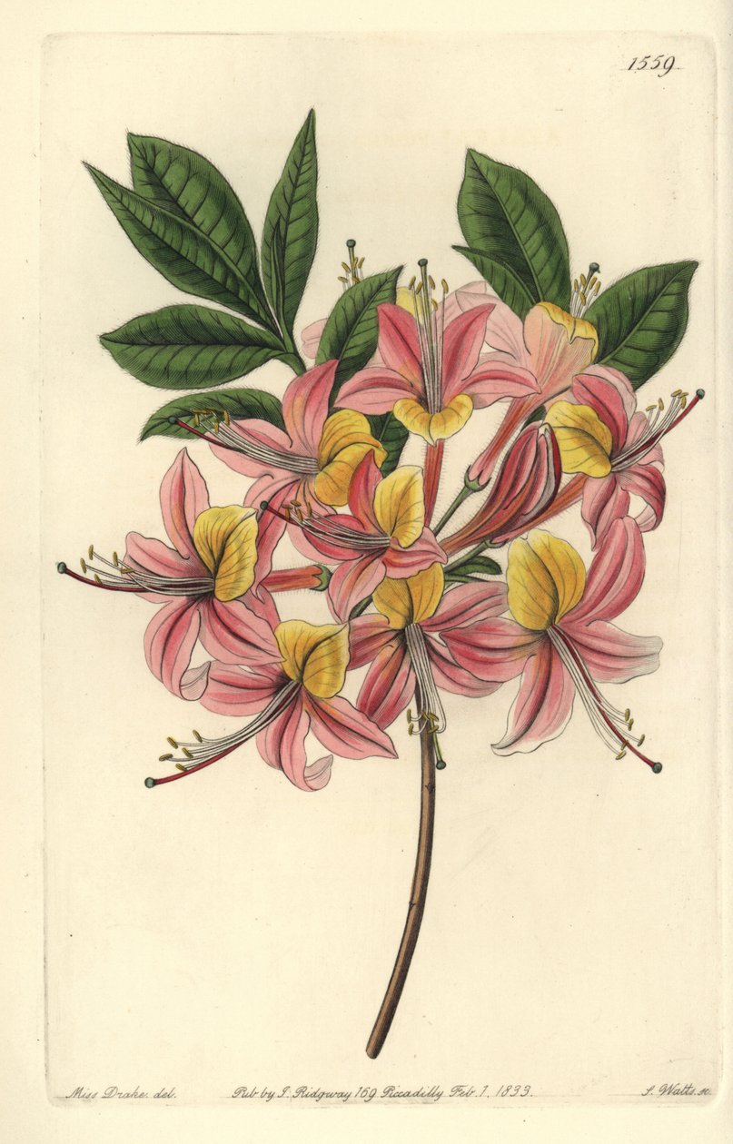 Gelbe Azalee, Rhododendron luteum von Sydenham Teast Edwards