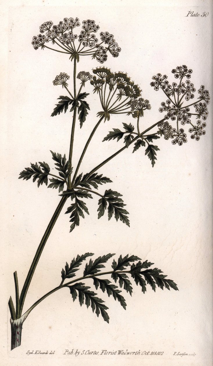 Großer Schierling von Sydenham Teast Edwards