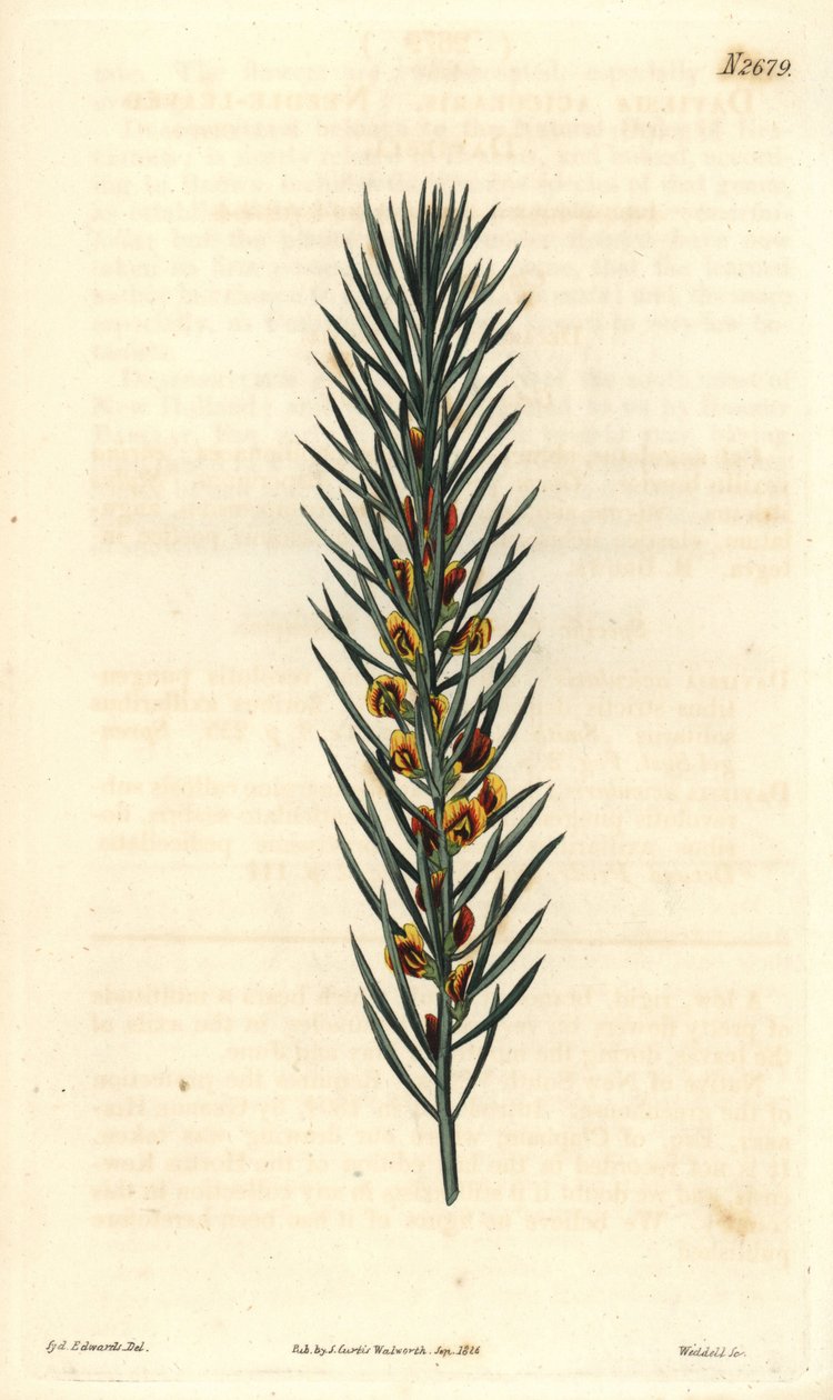 Zweig mit Nadeln eines Strauchs Daviesia Aicularis, heimisch in Australien. Illustration von Sydenham Edwards, Gravur von Weddell. Radierung in The Curtis Botanical Magazine, von Samuel Curtis von Sydenham Teast Edwards