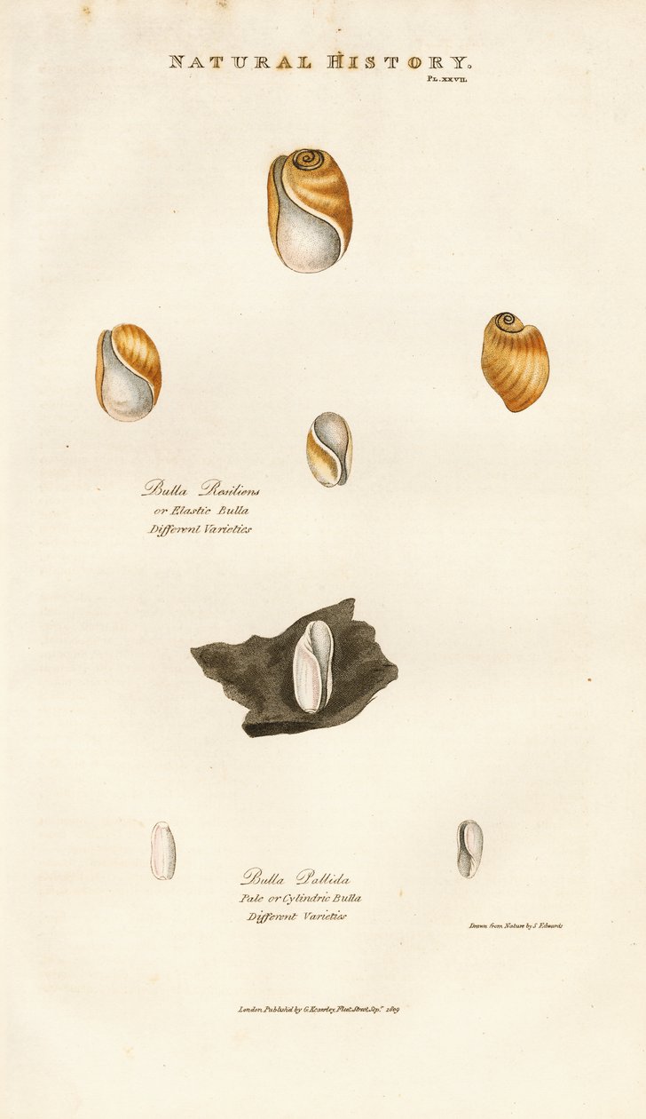 Blasenschnecken verschiedener Arten von Sydenham Teast Edwards