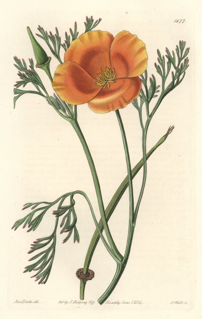 Kalifornischer Mohn von Sydenham Teast Edwards