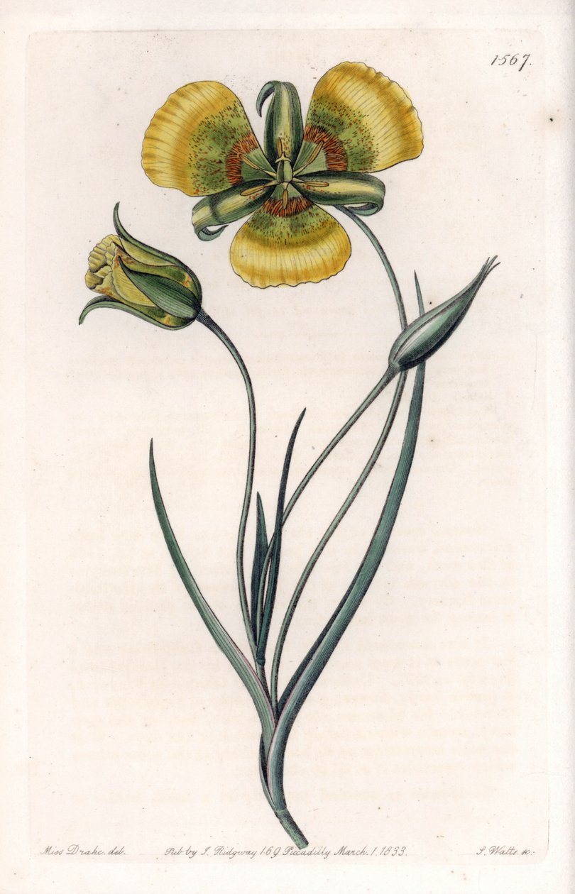 Calochortus von Sydenham Teast Edwards