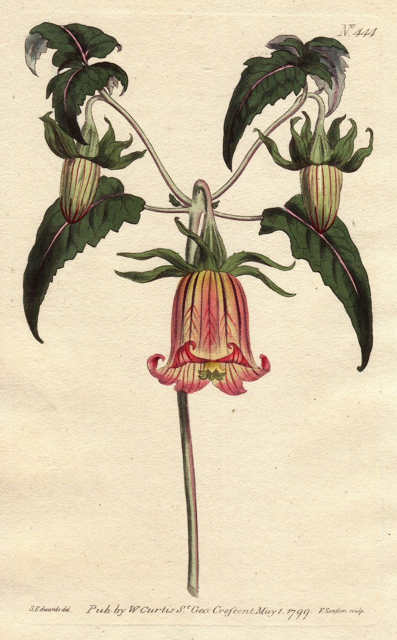 Kanaren-Glockenblume, Canarina campanula von Sydenham Teast Edwards