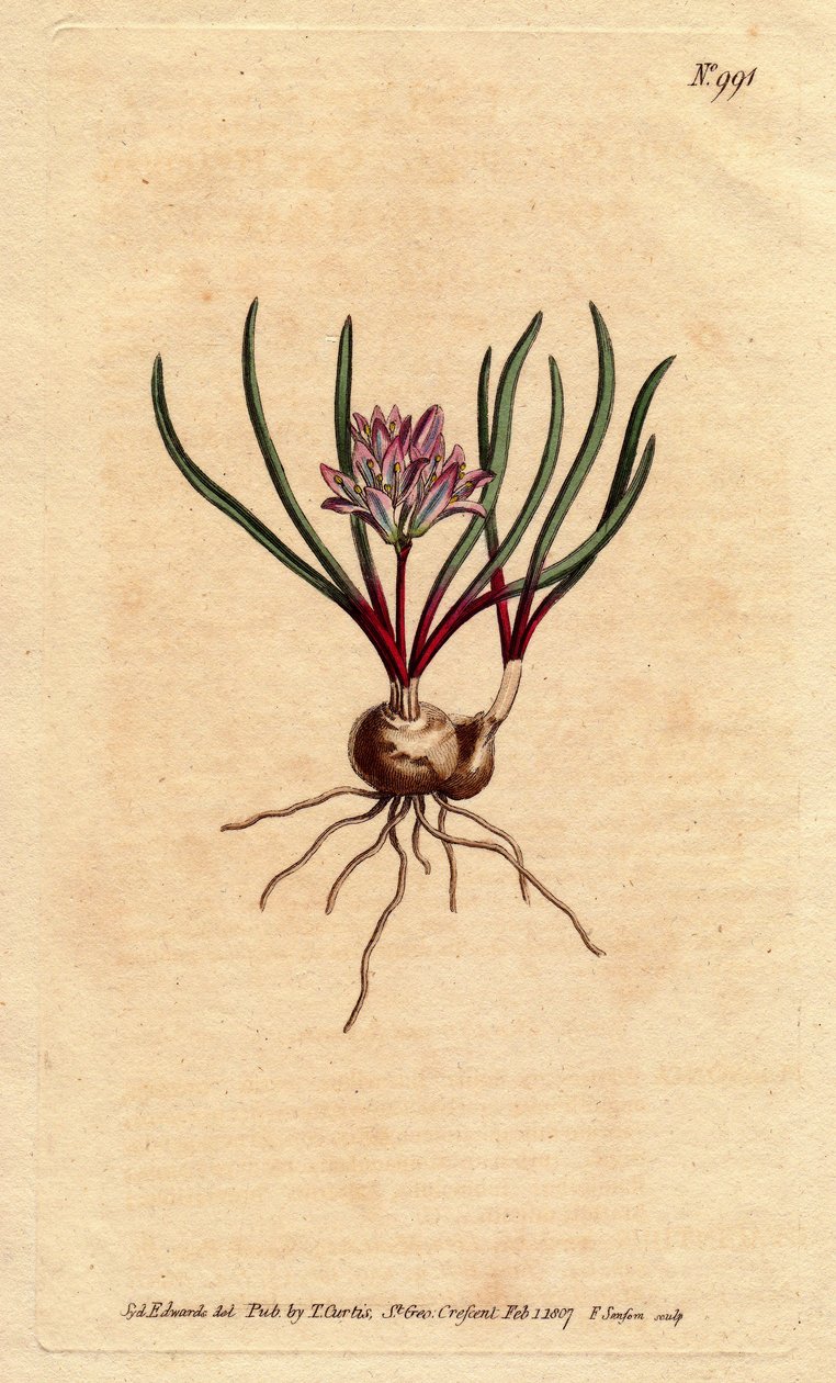 Kap-Hyazinthe, Polyzena corymbosa von Sydenham Teast Edwards