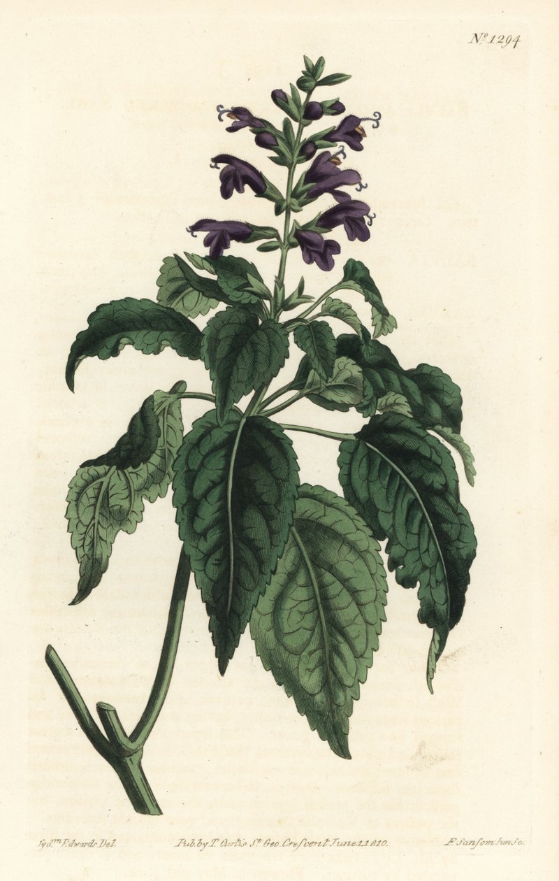 Karibischer Salbei - Salvia lamiifolia (Purpurblütiger Salbei, Salvia amoena). Handkolorierte Kupferstichgravur von F. Sansom Jr. nach einer Illustration von Sydenham Edwards aus William Curtis