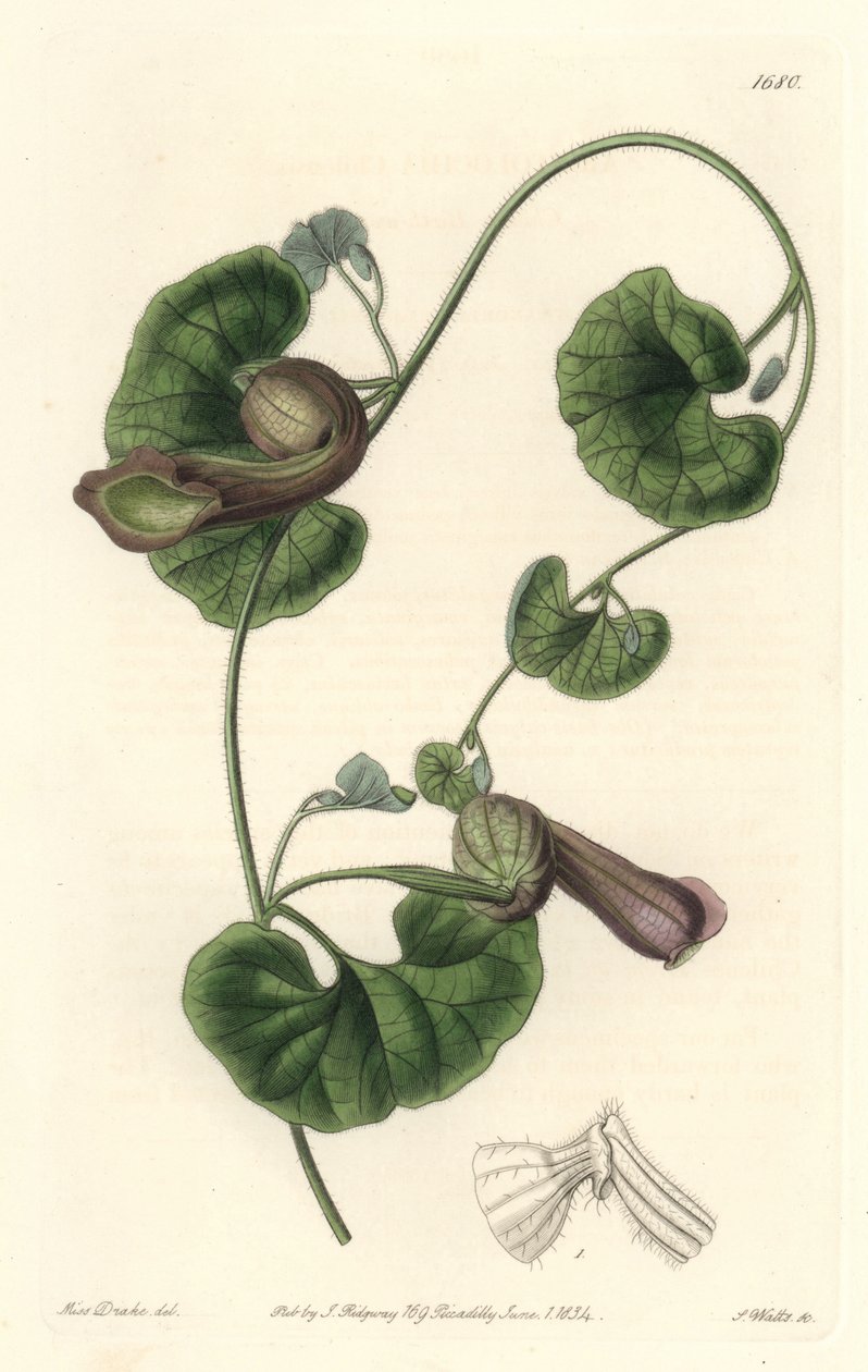 Chilenische Aristolochia oder Fuchsohren von Sydenham Teast Edwards