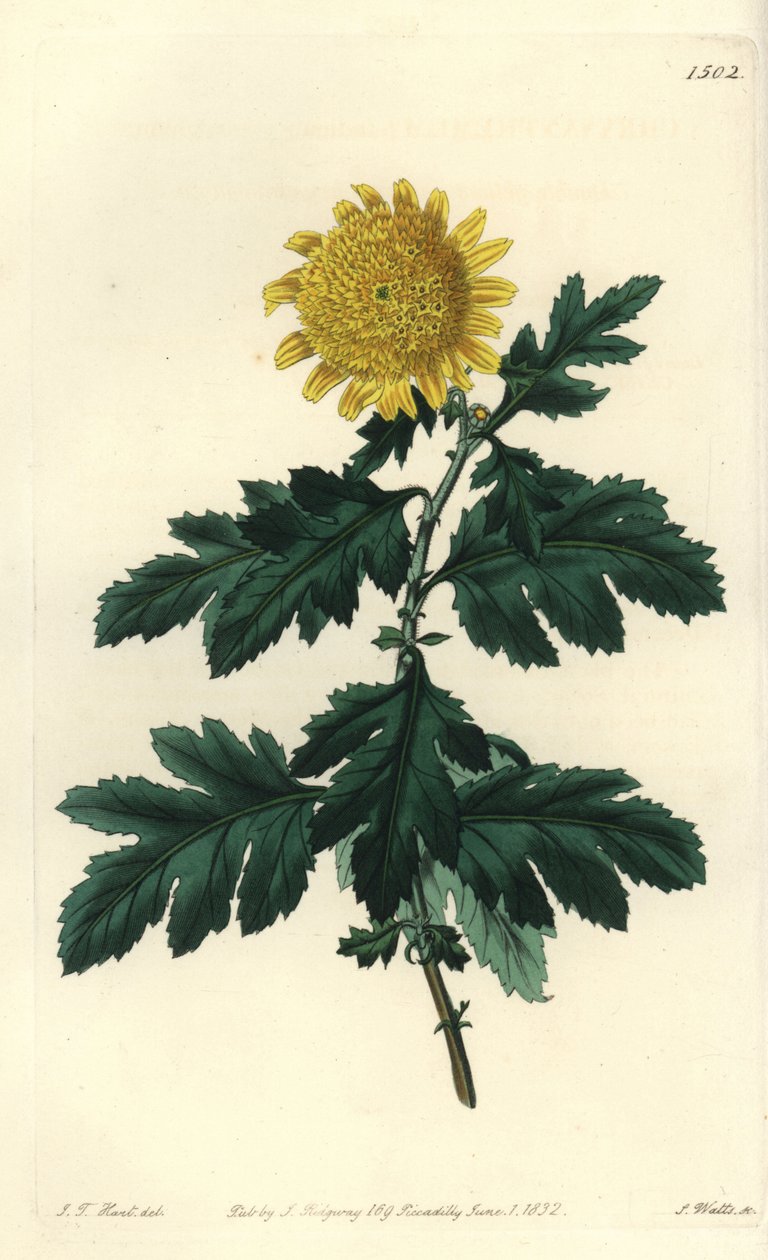 Indische Chrysantheme, Chrysanthemum indicum var. plenum von Sydenham Teast Edwards