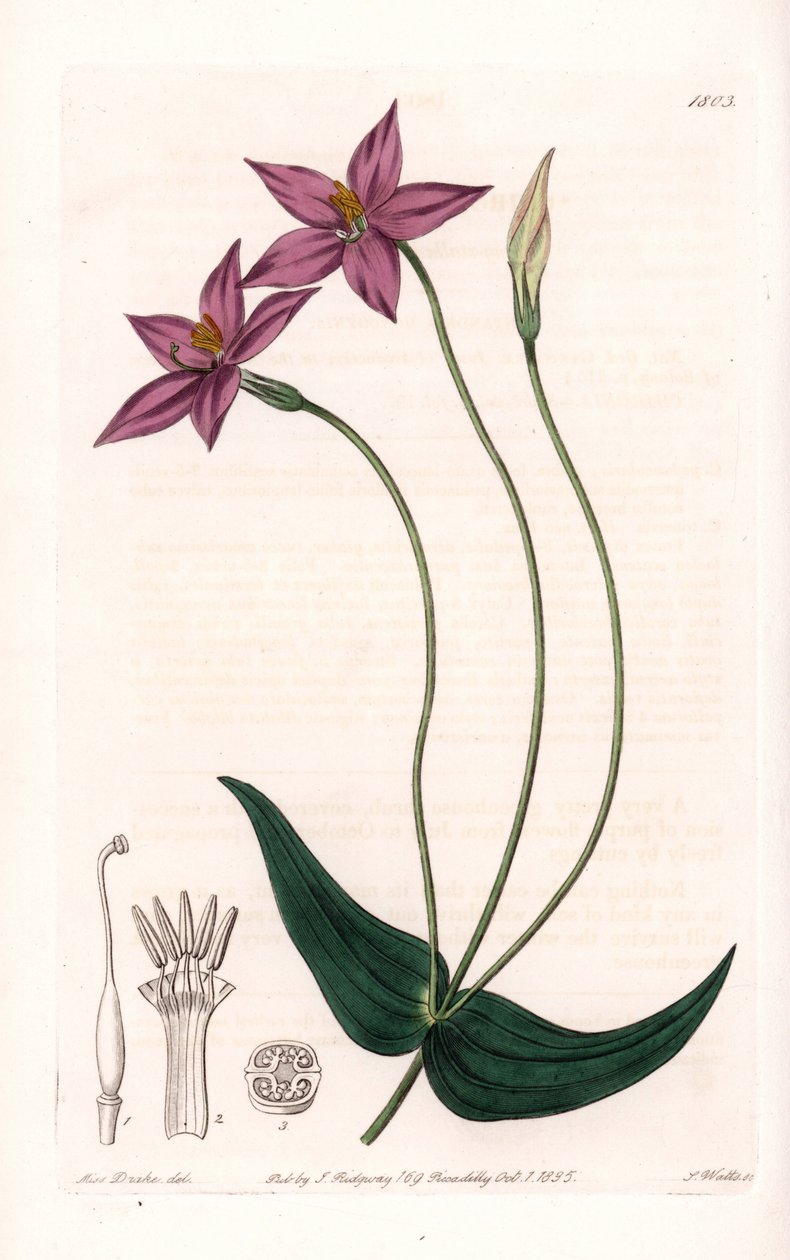 Chironia Variete - Platte graviert von S. Watts, nach einer Illustration von Sarah Anne Drake (1803-1857), aus dem Botanical Register von Sydenham Edwards (1768-1819), England von Sydenham Teast Edwards