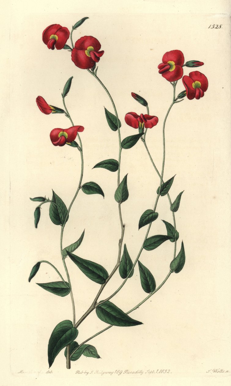 Chorizema ovatum von Sydenham Teast Edwards
