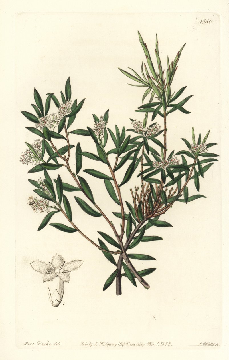 Küstenbartheide oder Kleinblütiger Weißbart, Leucopogon parviflorus von Sydenham Teast Edwards