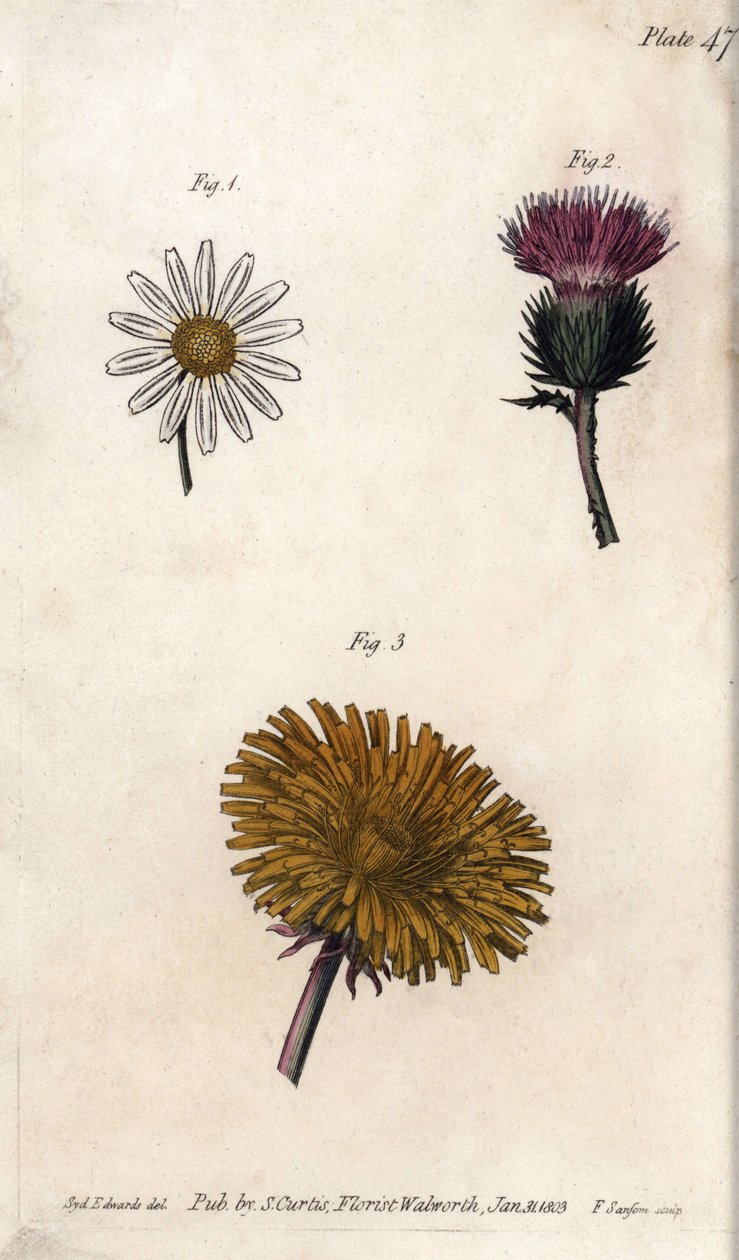 Zusammengesetzte Blüten: Präpacket, Eselsdistel und Löwenzahn (Kupferstich) von Sydenham Teast Edwards