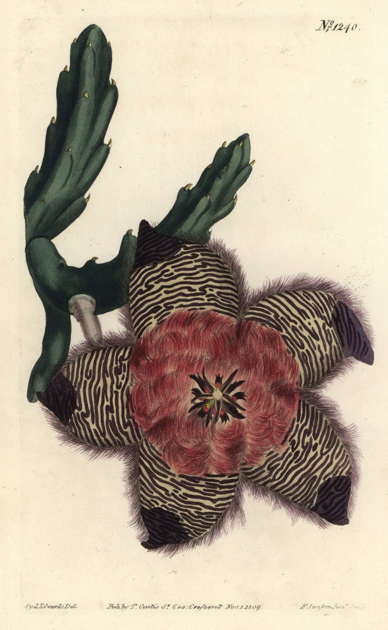 Gepolsterte Stapelie, Stapelia pulvinata. Handkolorierter Kupferstich von F. Sansom Jr. nach einer Illustration von Sydenham Edwards aus William Curtis
