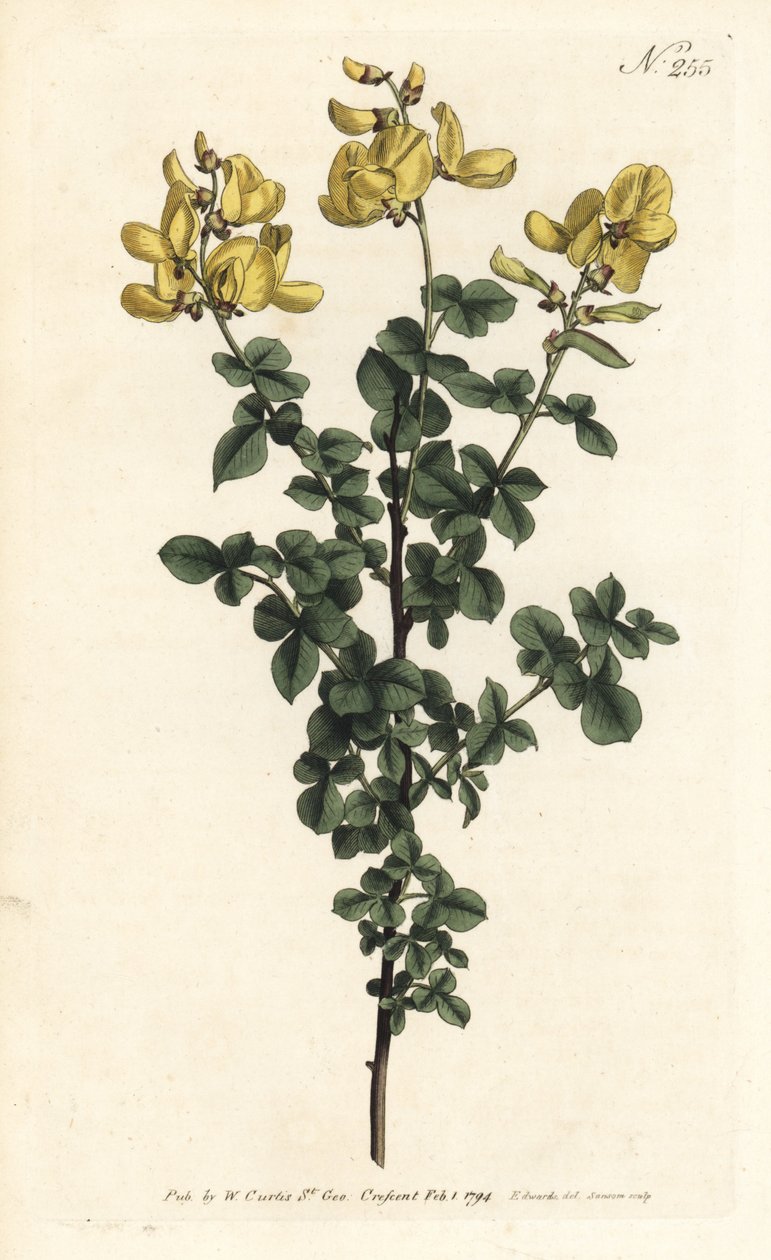 Cytisophyllum sessilifolium (Gewöhnlicher Geißklee, Cytisus sessilifolius). Handkolorierte Kupferstichgravur von Sansom nach einer Illustration von Sydenham Edwards aus William Curtis
