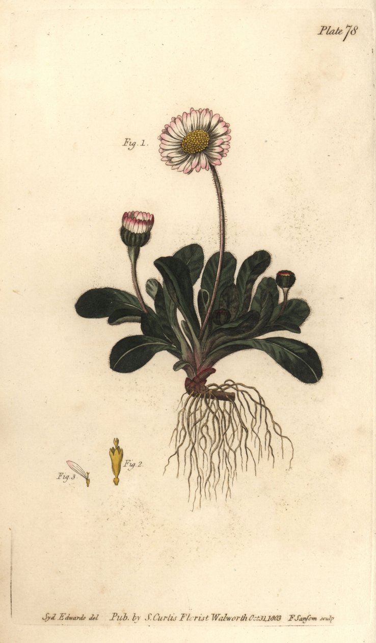 Gänseblümchen, Bellis perennis (Stich von F. Sansom, Illustration von Sydenham Edwards) von Sydenham Teast Edwards
