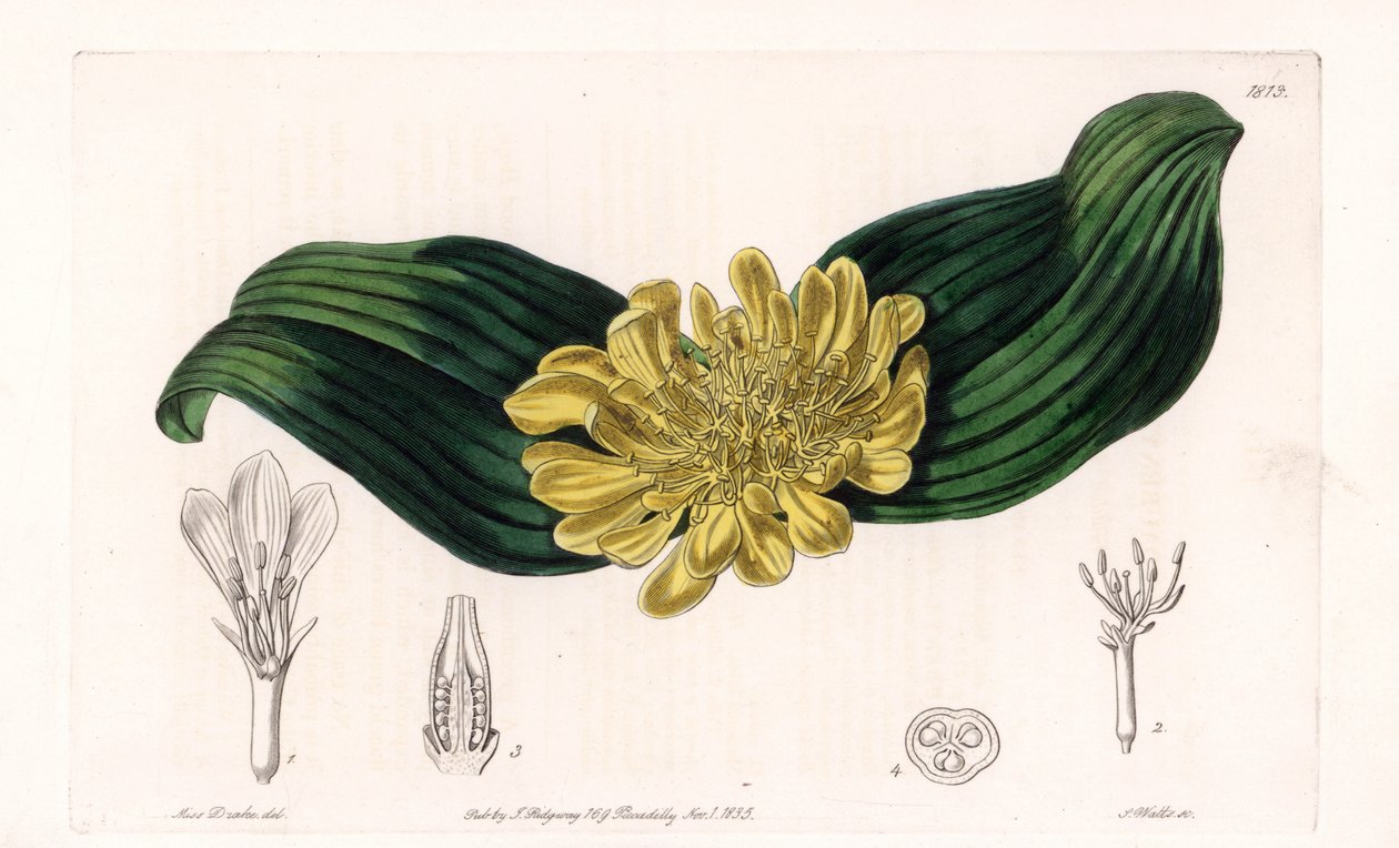 Daubenya Variete - Platte graviert von S. Watts, nach einer Illustration von Sarah Anne Drake (1803-1857), aus dem Botanical Register von Sydenham Edwards (1768-1819), England von Sydenham Teast Edwards