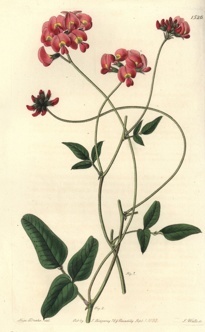 Erweiterte Kennedya, Kennedya dilatata. Handkolorierter Kupferstich von S. Watts nach einer Illustration von Miss Sarah Drake aus Sydenham Edwards