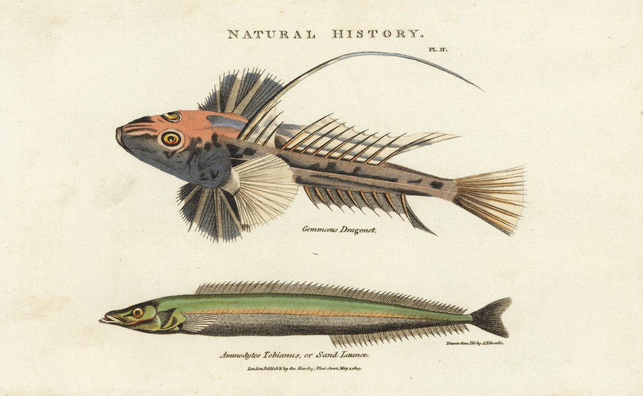 Gewöhnlicher Leierfisch, Callionymus lyra, und kleiner Sandaal oder Sandlanze, Ammodytes tobianus von Sydenham Teast Edwards