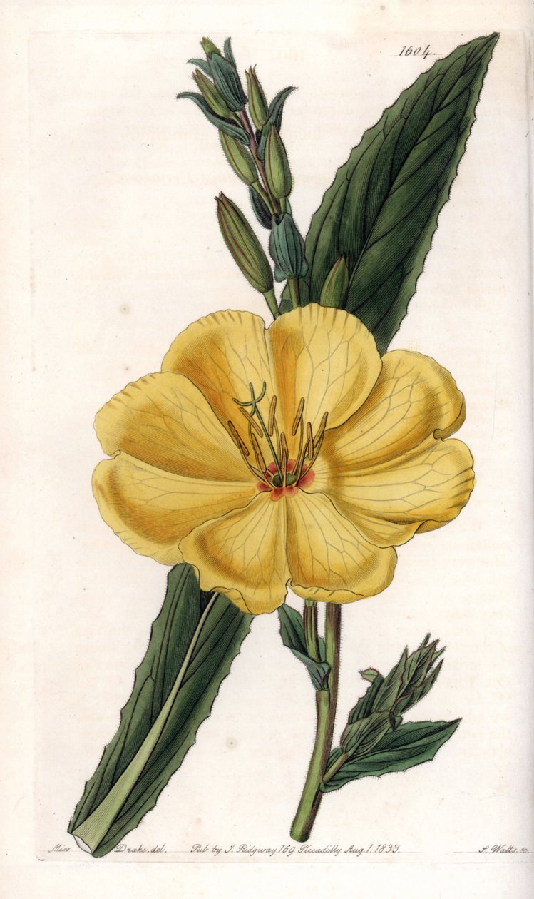 Nachtkerze mit großen Blüten (Tafel) von Sydenham Teast Edwards