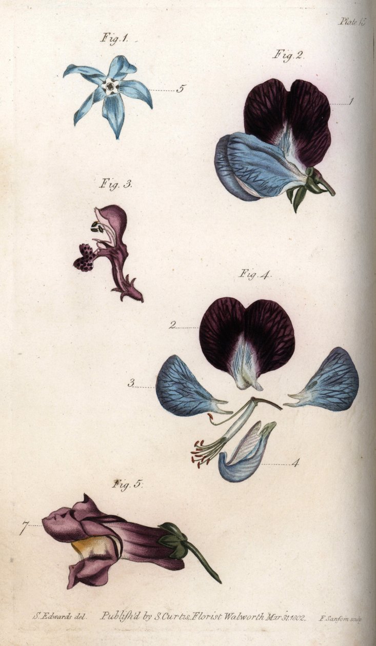 Blüte der Arzneiborretsch und Erbse (Hülsenfrüchte). Farbiger Kupferstich, Illustration von Sydenham Edwards (1768-1819) für Konferenzen der Botanik, Botanischer Garten von Lambeth (England) von Sydenham Teast Edwards