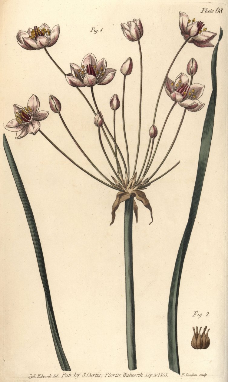 Blühender Igelkolben, Butomus umbellatus von Sydenham Teast Edwards