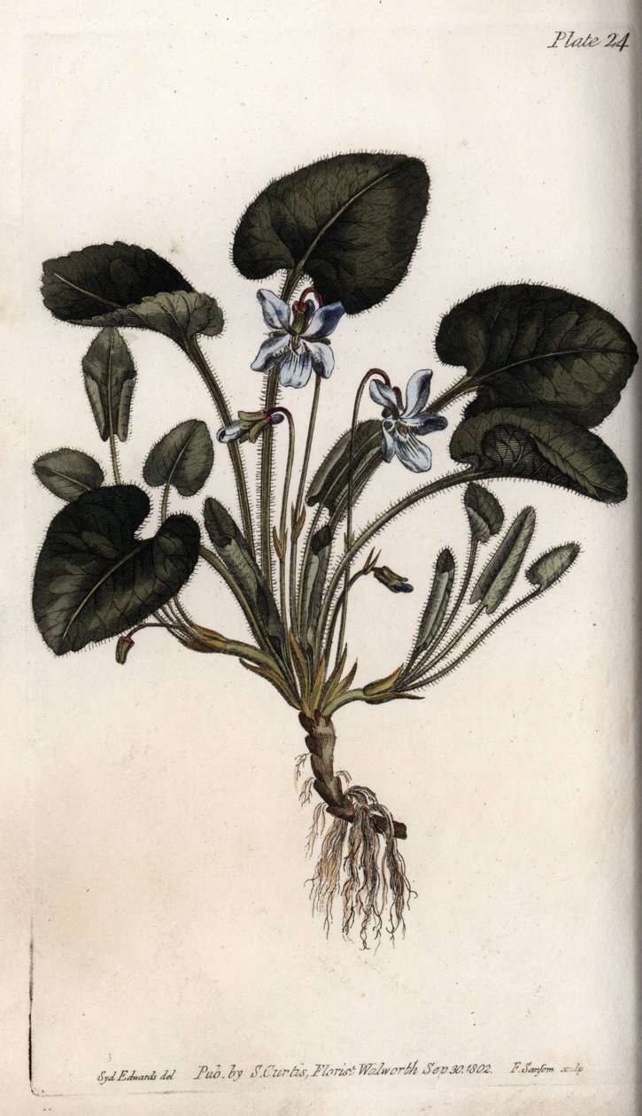 Duftveilchen (Kupferstich) von Sydenham Teast Edwards