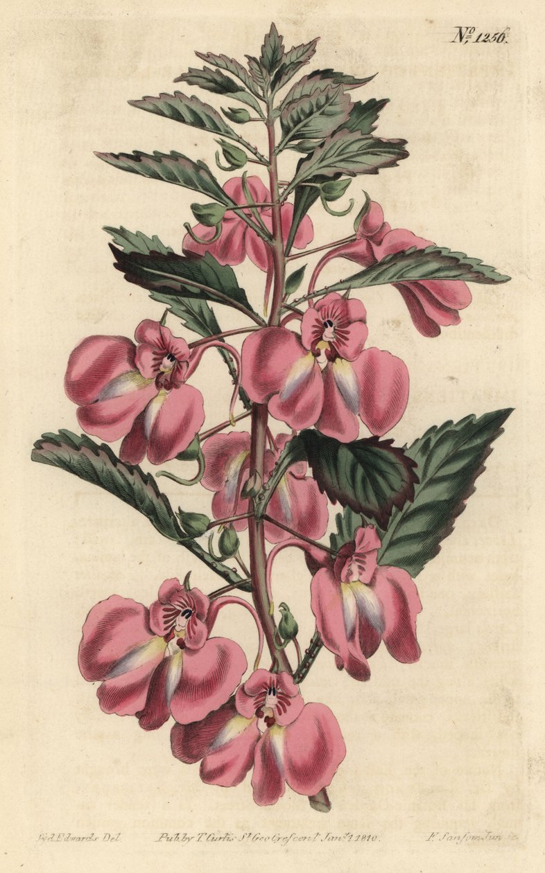Garten-Balsamine von Sydenham Teast Edwards