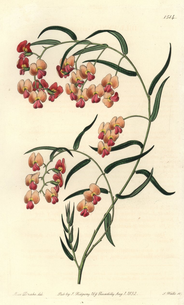 Glycinienblättrige Dillwynia, Dillwynia glycinifolia von Sydenham Teast Edwards
