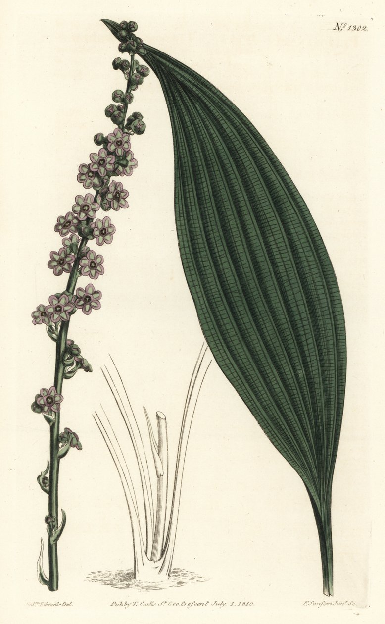 Grünblütige Teta, Peliosanthes teta. Handkolorierte Kupferstichgravur von F. Sansom Jr. nach einer Illustration von Sydenham Edwards aus William Curtis