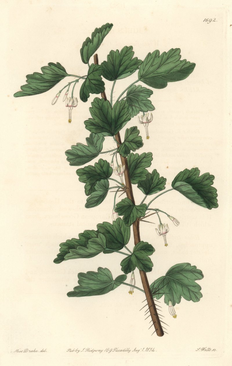 Groseillier, aus Nordamerika, aus dem Botanischen Register von Sydenham Teast Edwards