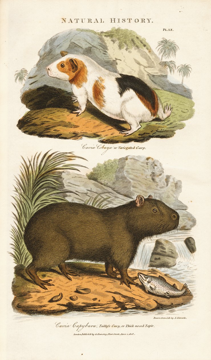 Meerschweinchen und Wasserschwein von Sydenham Teast Edwards