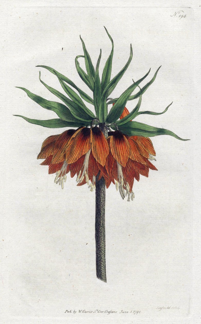 Kaiserkrone von Sydenham Teast Edwards