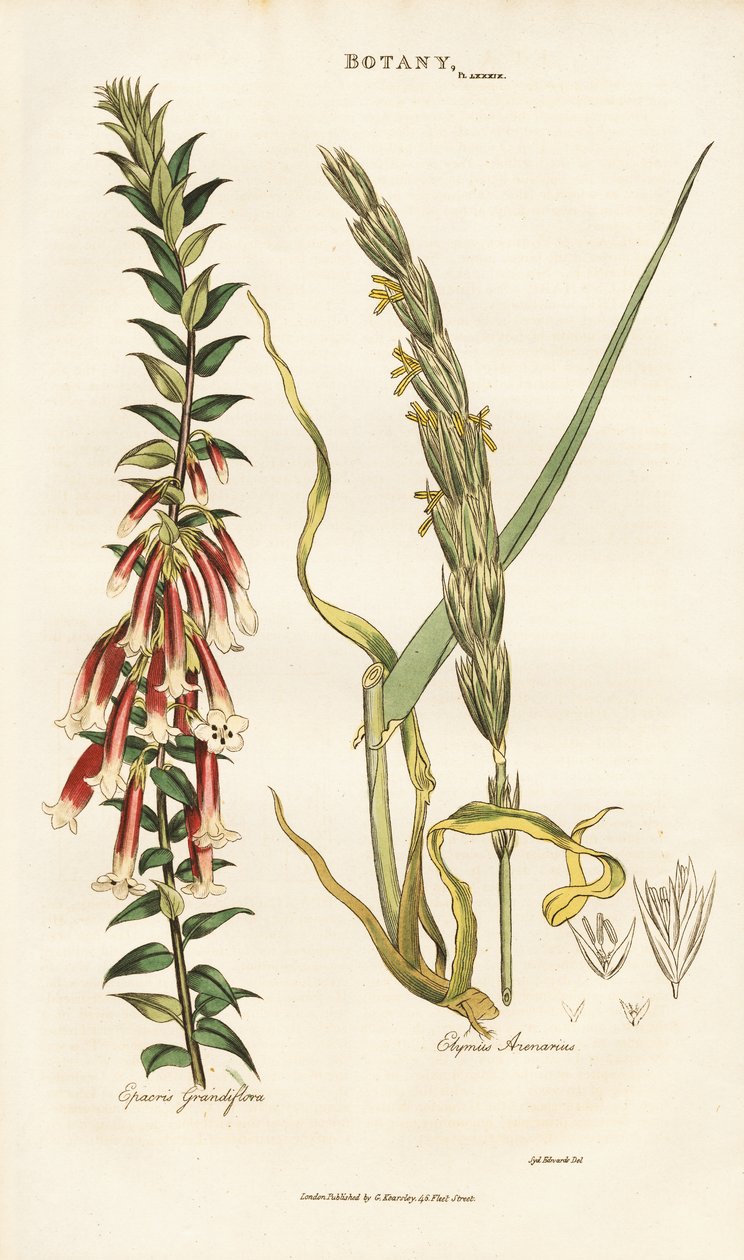 Großblütige Epacris und Strandhafer von Sydenham Teast Edwards
