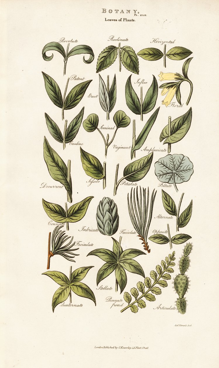 Blattformen und Anordnungen von Sydenham Teast Edwards