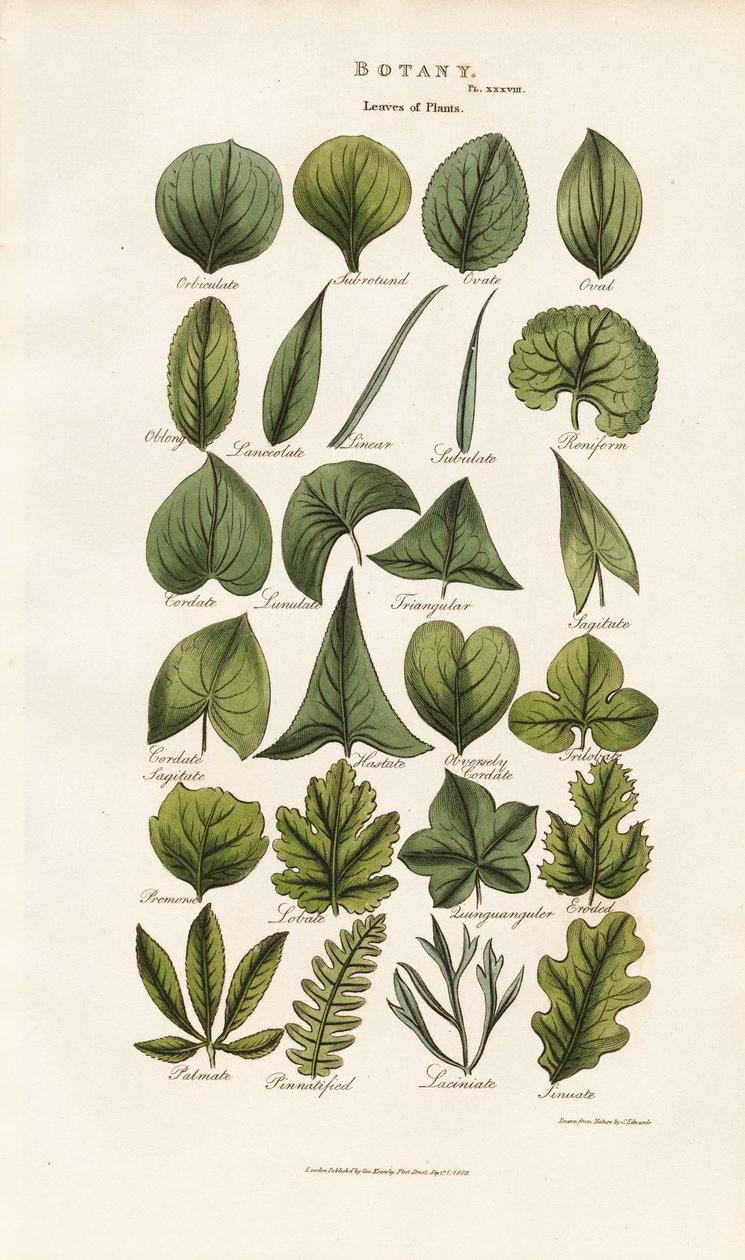Blattformen in der botanischen Morphologie von Sydenham Teast Edwards