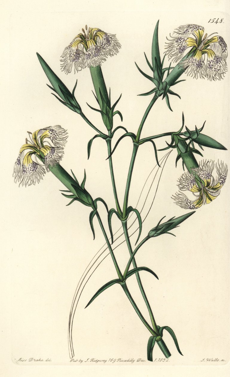 Libanon-Nelke (gefährdete Art) - Libanon-Pink, Dianthus libanotis. Gefährdete Art. Handkolorierter Kupferstich von S. Watts nach einer Illustration von Miss Sarah Drake aus Sydenham Edwards